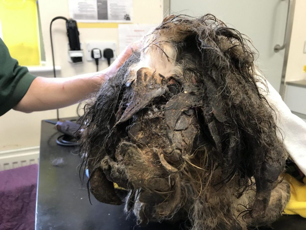 Abandoned Dog’s Fur So Matted Leg Became Stuck To EAR Is Finally On The Mend