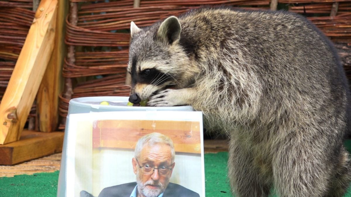 Psychic raccoon predicts the outcome of the General Election
