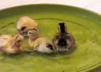 This cute video shows a brood of ducklings taking to the water for the first time - in an upturned plant saucer.  See SWNS story SWDUCKS.  The clip captures the incredible natural instincts of the birds after they were hatched as part of a school educational programme.  Despite not having their mother to follow, the youngsters are drawn to a small upturned plant saucer bought at Wilko.  The chicks are visibly excited by the water and nervously run around the saucer before finally plucking up the courage to dive in.  IT consultant Dave Stovell, 51, shot the footage at his home in Chippenham, Wilts., where the eggs were incubated as part of the Hatching for Schools project.