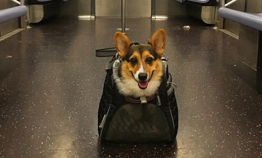 These New Yorkers have the best response to the subway dog ban