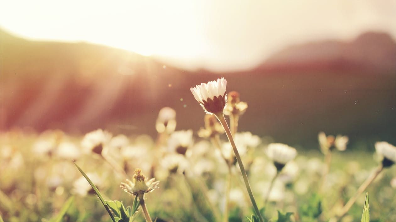 Hayfever sufferers will be forced to stay indoors on 14 occasions this summer