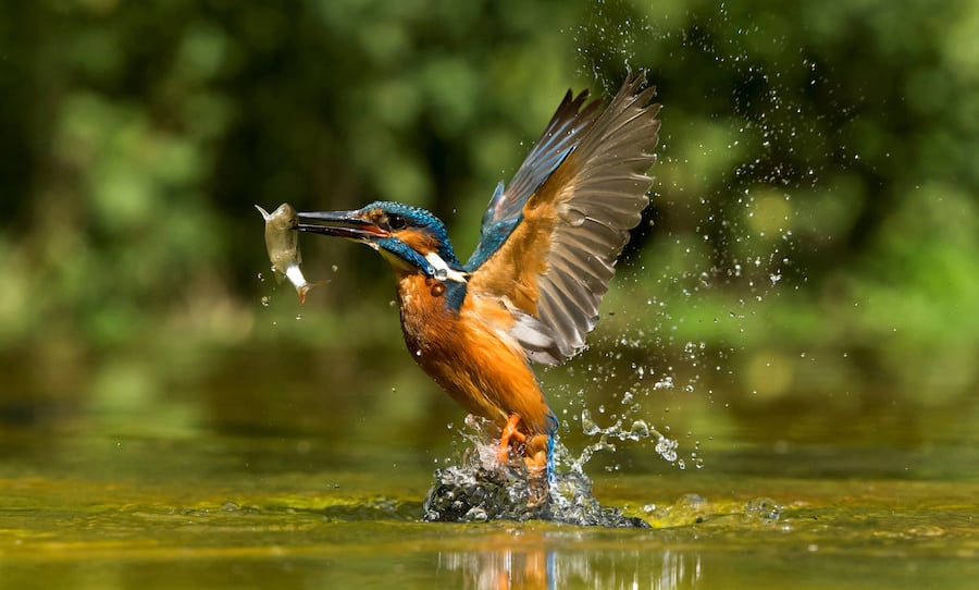 Amazing sequence as Kingfisher dives for food