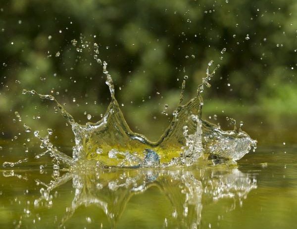 This truly amazing set of pictures shows the iconic kingfisher's dive for food in a Suffolk river. See National story NNKINGFISH; It is the result of hundreds of attempts by wildlife snapper Vince Burton to capture what to the naked eye is a flash of blue and orange followed by a splash. Vince, 40, has spent thousands of hours observing kingfishers in the wild attempting to photograph the entire dive sequence. And after years of trying, he has managed the perfect shoot. Vince, from Norfolk, said: "Kingfishers are one of my favourite subjects to photograph. I shall never grow tired of watching these birds.