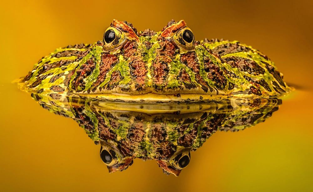 Amazing wildlife pictures in competition