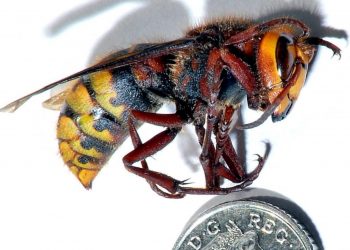 A file photo of an Asian Hornet. See SWNS story SWHORNET; A new colony of Asian Hornets has been found in the Channel Islands - fuelling fears for the UK's native bee population. The invasive insect has reappeared on Jersey less than a year after they were first spotted on nearby Alderney. A colony - believed to have contained 6,000 insects - was discovered last week in a shed in Fliquet on Jersey and quickly exterminated by beekeepers. But experts now face a race against time to control the spreading of the Asian Hornets amid fears that secondary nests may have already been established.