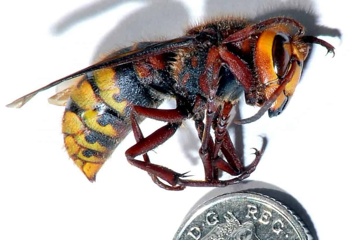 Colony of Asian hornets found in Jersey prompts fears it could decimate UK’s native bee population