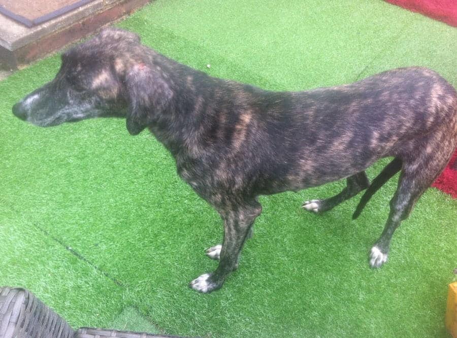 Heartless! Dumped dog abandoned twice in one day