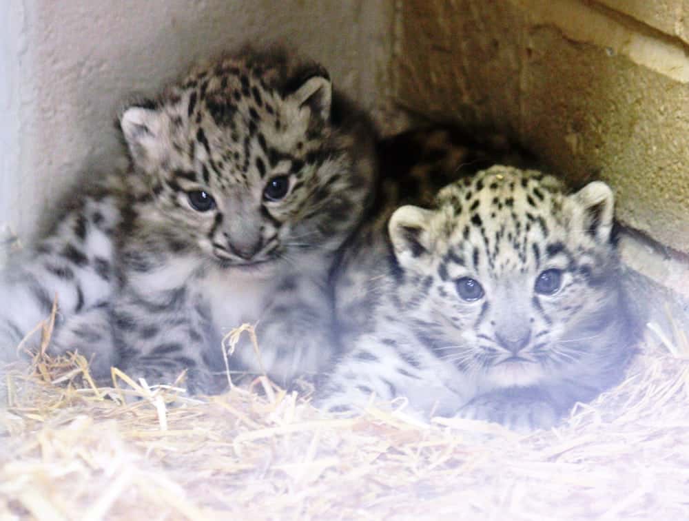 Endangered baby snow leopards take first steps in public after born at Twycross Zoo