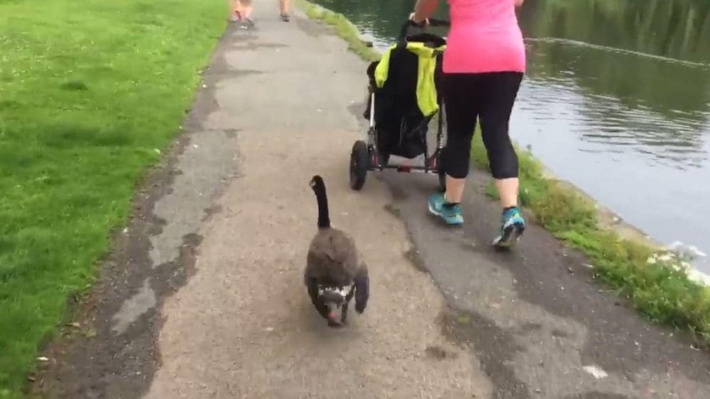 Watch – Goose goes for a job alongside members of a running club