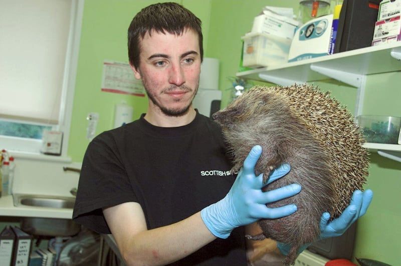 Hedgehog blows up like a beach ball