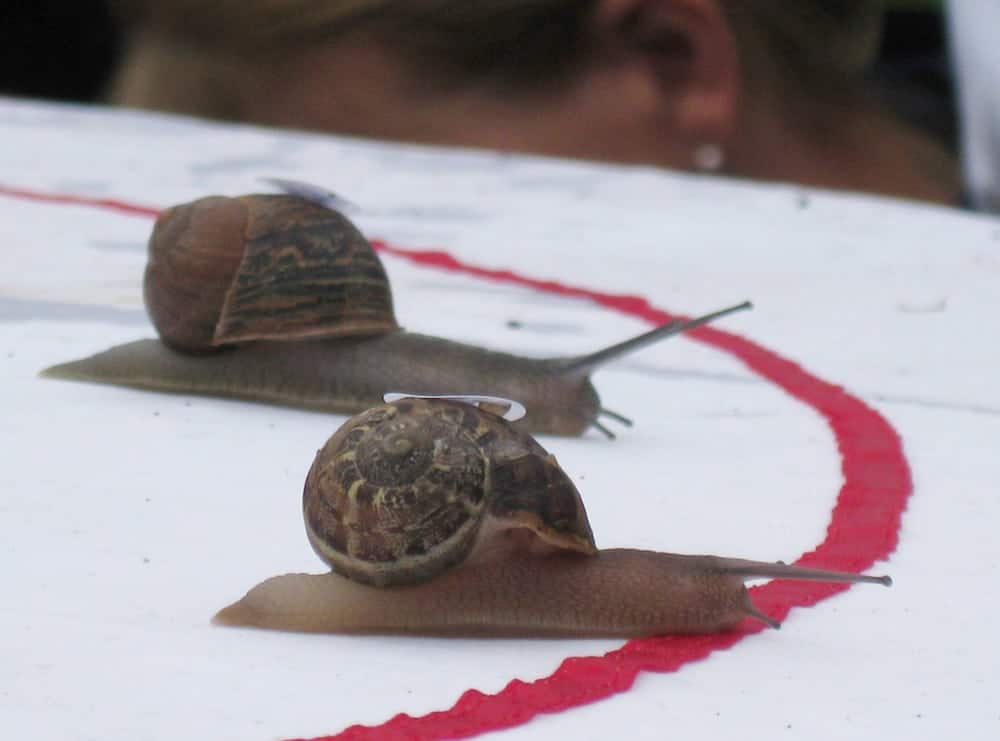 Larry the snail triumphs at world Snail Racing Championships
