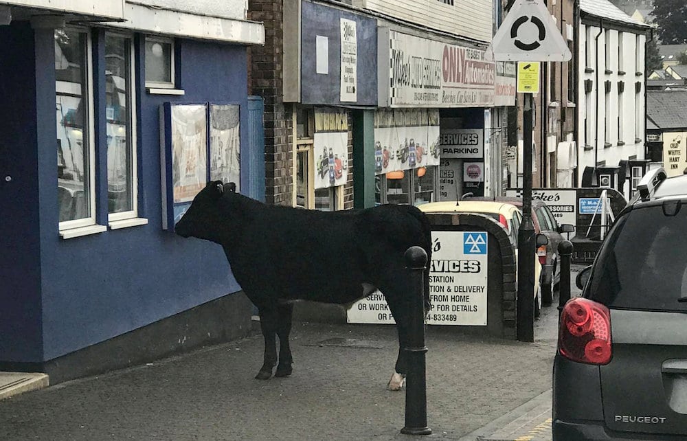 Off to the Moo-vies! Cow spotted checking out cinema listings