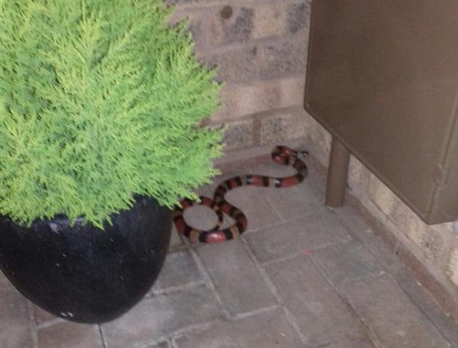 Police called to capture live snake found on woman’s doorstep
