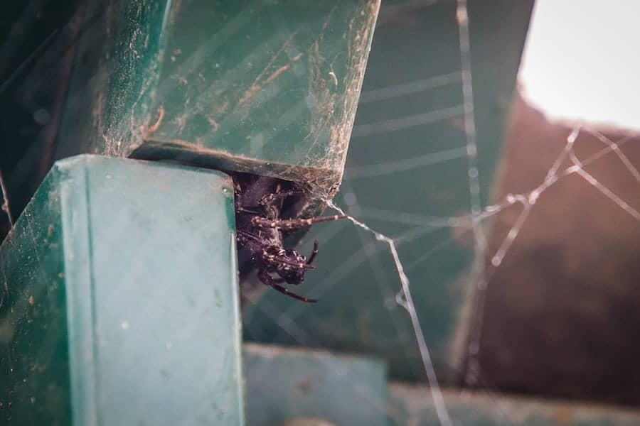 Rural bus stop “one of most dangerous places in Britain” after venomous spiders infestation