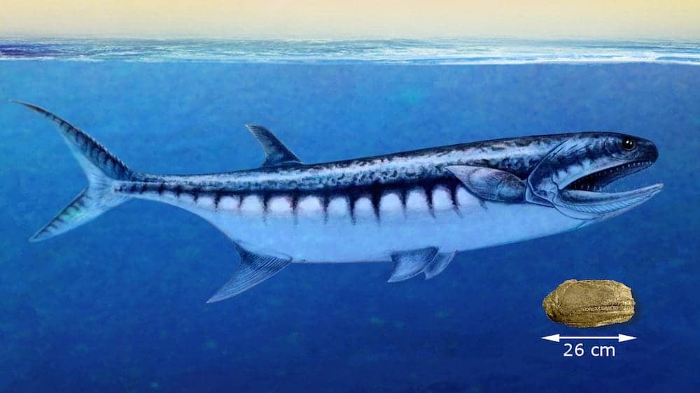 Sea Beast of…NEVADA – large mouthed fish was top predator after mass extinction