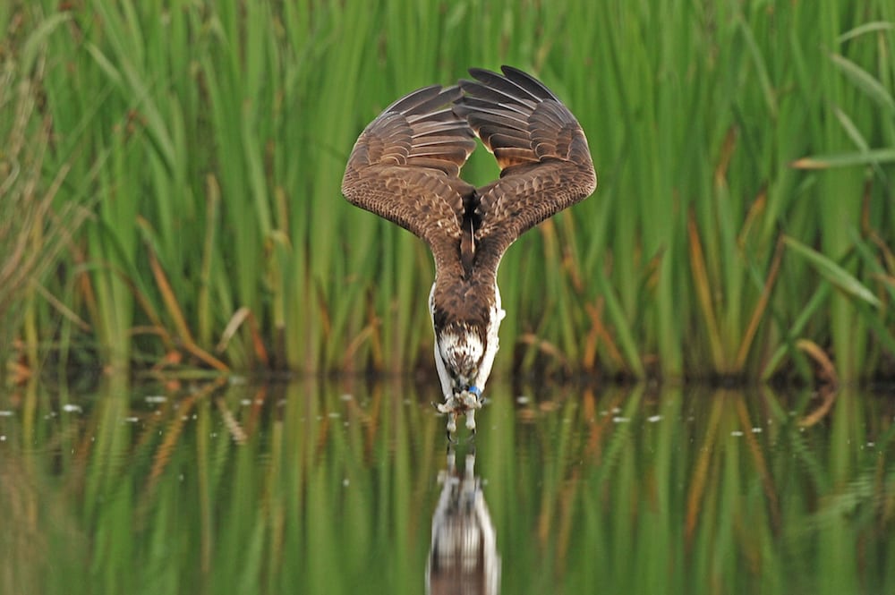 Incredible pics of an Osprey diving into a Scottish Loch