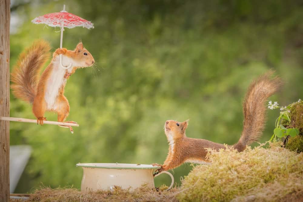 Squirrels remember puzzles for TWO YEARS