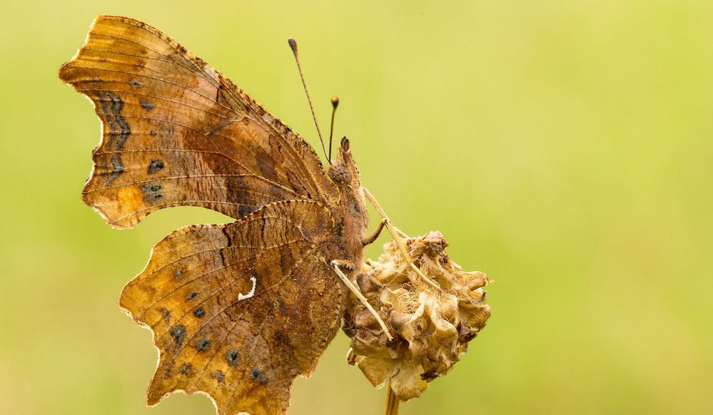British butterfly almost extinct a century ago has seen a 138% rise in population