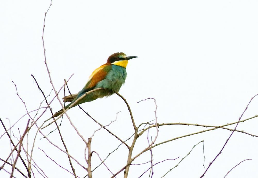 The Bee-Eaters at the Cemex quarry, in East Leake, Nottinghamshire.  See NTI story NTIBIRD.  Thousands of twitchers flocked to a village quarry to try and get a glimpse of a rare bird that hadn’t been seen for almost 50 years.  Bird watchers came out in their numbers when they descended on the site in order to get a sighting of the European bee-eater.  The yellow, blue and brown beauty is more often found in southern Europe and North Africa, and the last time one was spotted in Nottinghamshire was back in 1970.  But a total of seven birds have been spotted at the Cemex quarry on Lings Farm in East Leake, Notts., with the first being seen on Sunday (25/6).  The sighting got the bird watching community all in a flutter and prompted up to 1000 enthusiasts in the week to make their way to the site.  European bee-eaters have only been known to nest six times in Britain since 1920, but are becoming more common in recent years due to climate change.