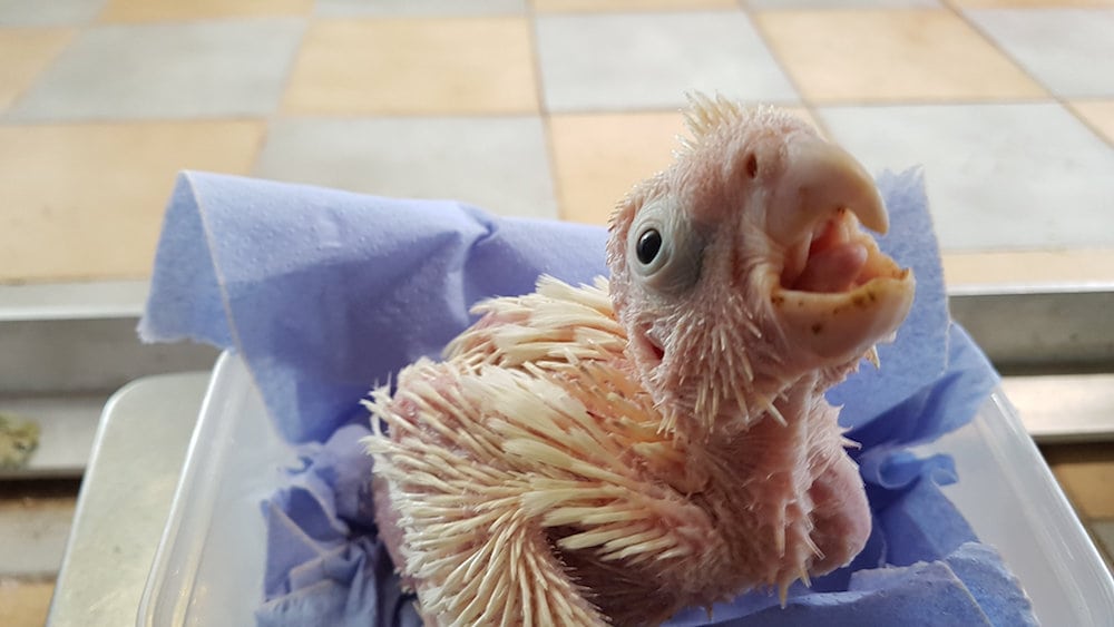 Extremely rare bird is born at Bristol Zoo…with a face only its mother could love 