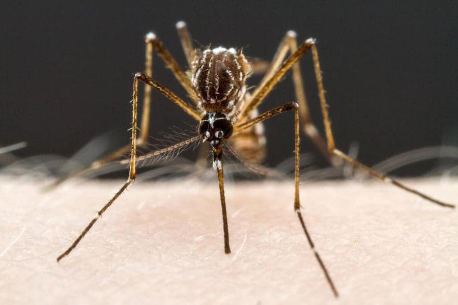 Zika vaccine moves a step closer