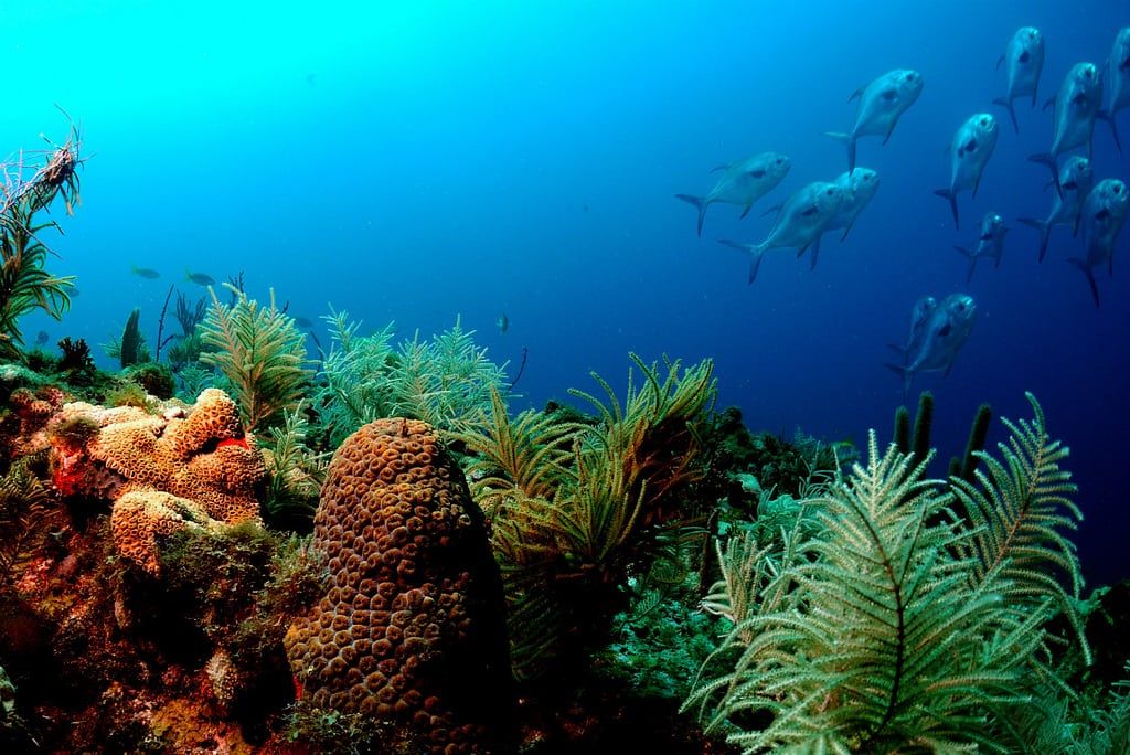 BP plan to use coral-killing chemical near giant coral reef