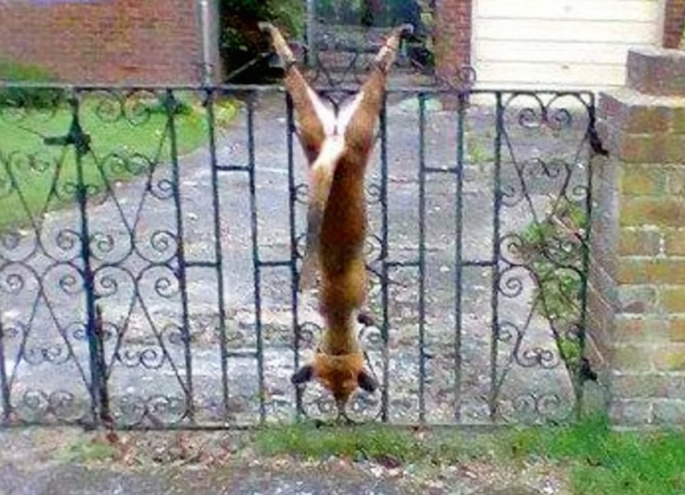 Bizarre photo of a dead FOX strung up on a garden gate 