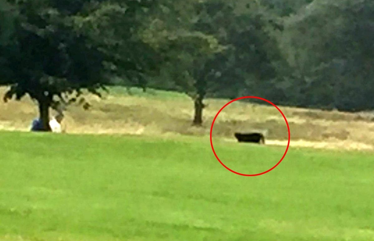 Golfer spots black panther on 15th tee