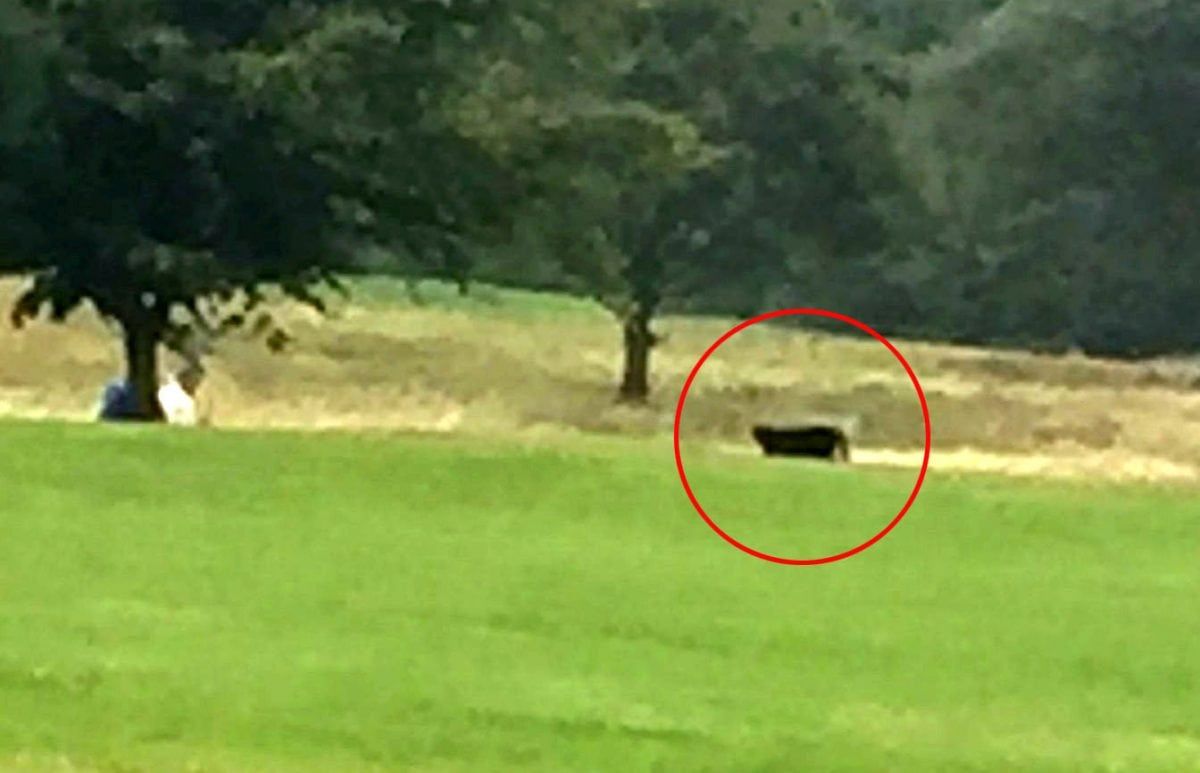 Golfer spots black panther on 15th tee