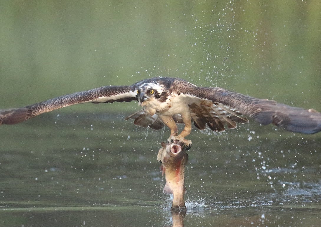 Osprey catches double fish supper from a lake in fascinating