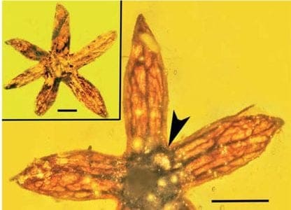 Exquisite flowers from a prehistoric tree hasve been discovered preserved in amber