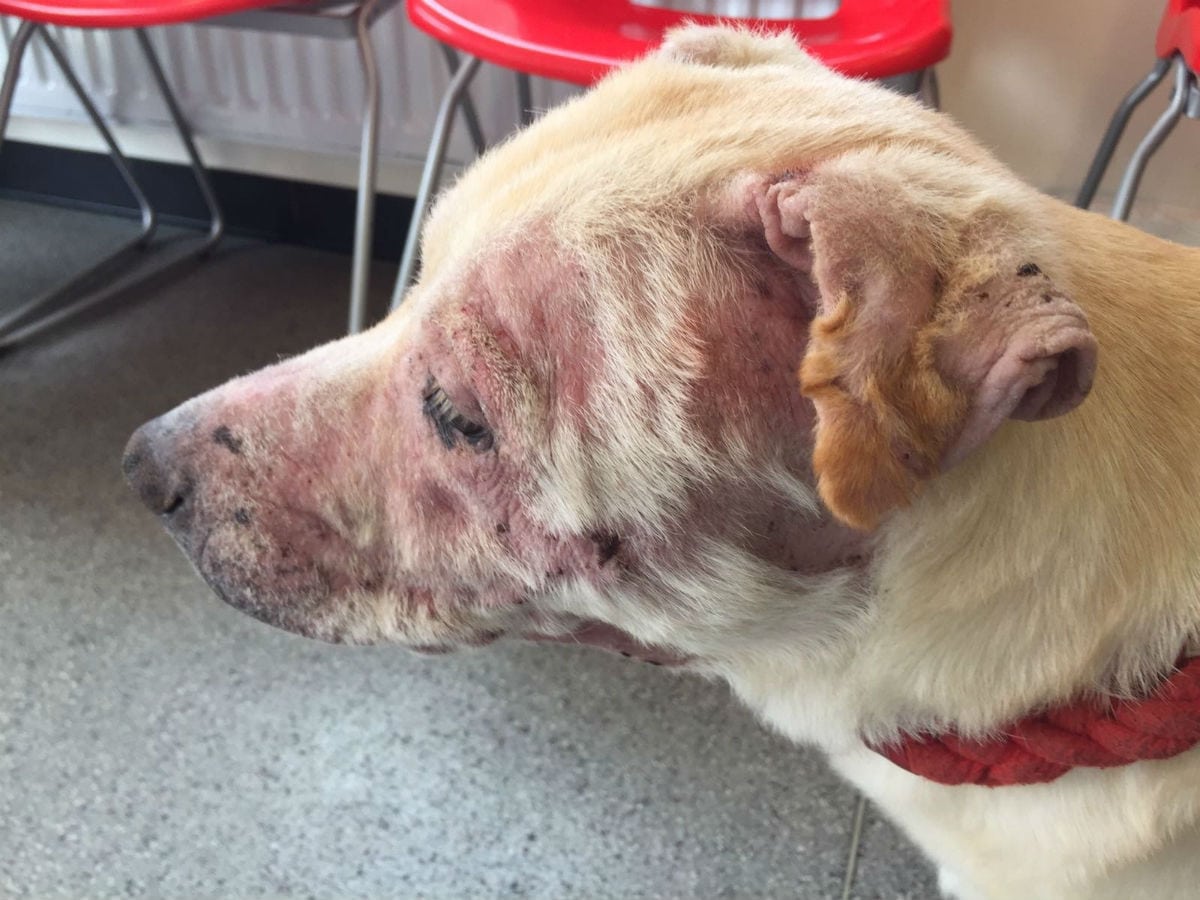 Neglected dog had tumour tied together by STRING