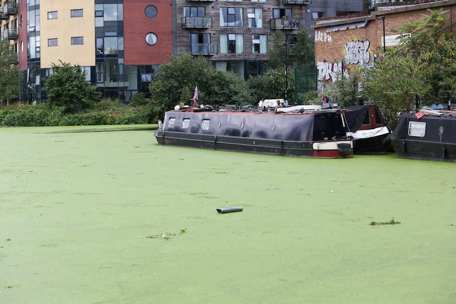 Canals near the Olympic Park have been invaded with tonnes of weeds 