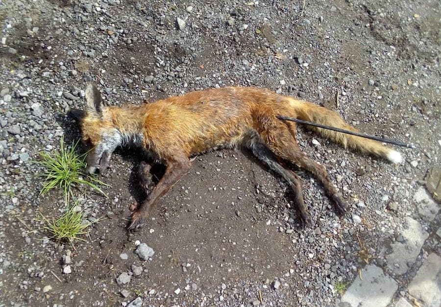 RSPCA hunt cruel yob who shot dead fox with a plastic arrow