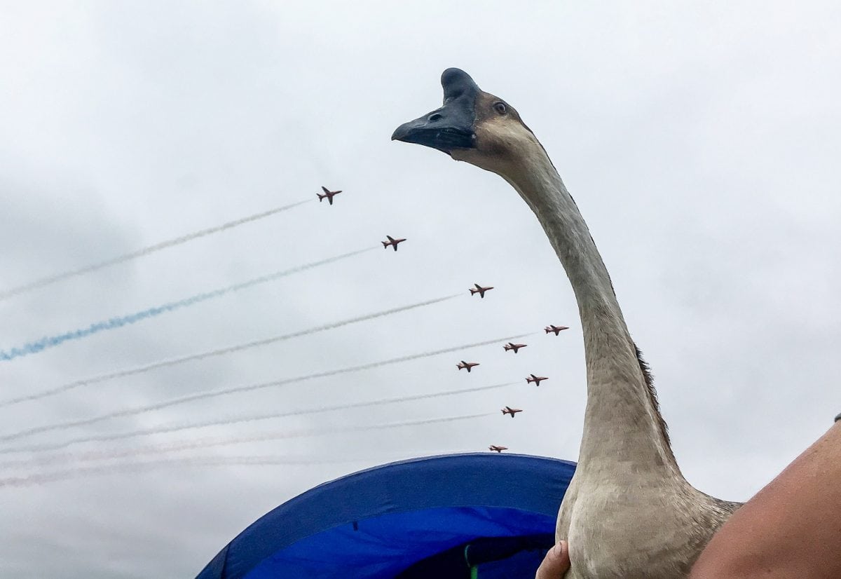 Domesticated goose learns to fly with the help of the RAF