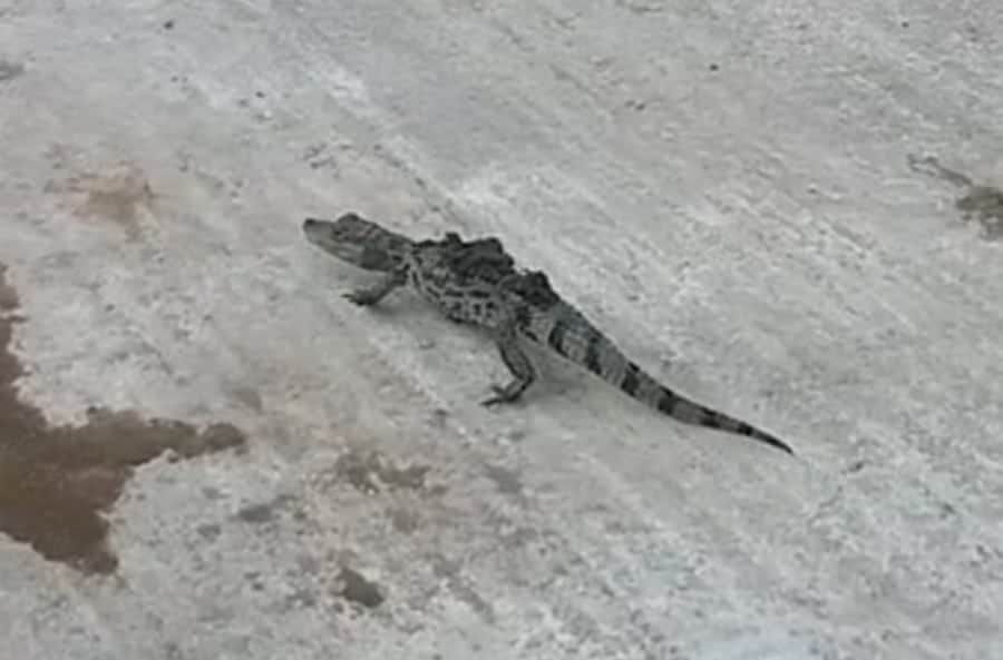 Watch – ALLIGATOR found basking in sun on side of English lake