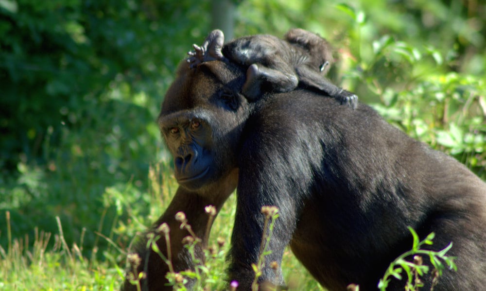 Bristol Zoo’s baby gorilla, now three months old, but sees the world the wrong way round 
