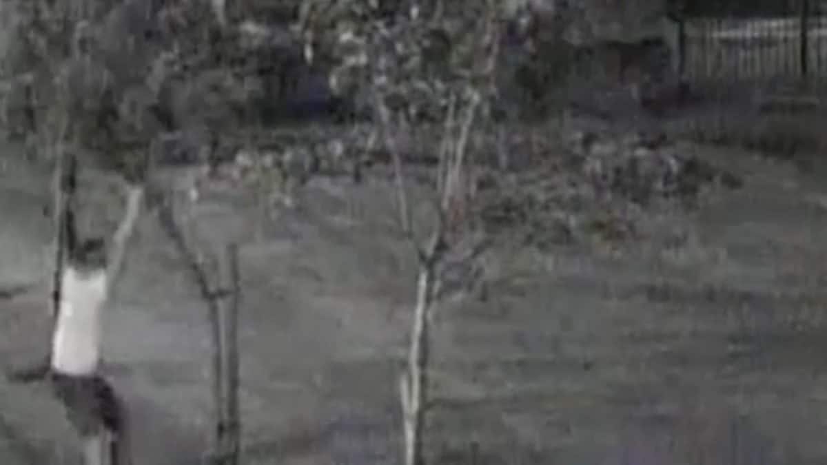 Vandal caught wrecking war memorial trees on CCTV