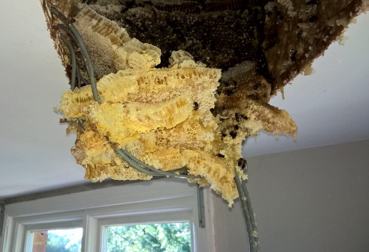 Honey I’m home: Couple left stunned after bee hive seeps through their roof
