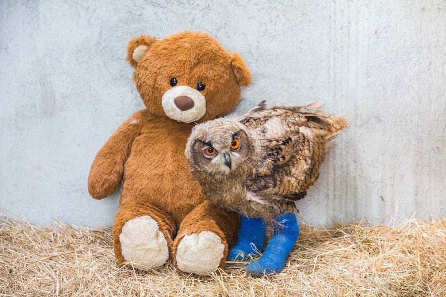 Baby owl with a serious growth disorder has been given leg SPLINTS to help her walk