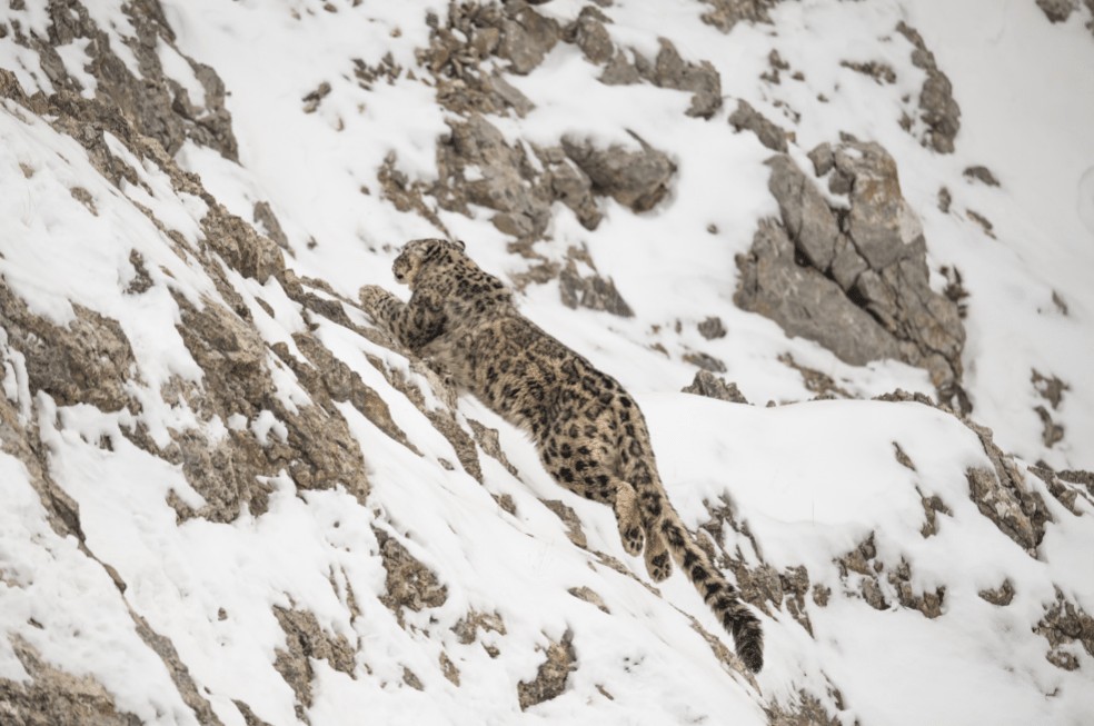 Photographer Vincent Munier captures the endangered snow leopard
