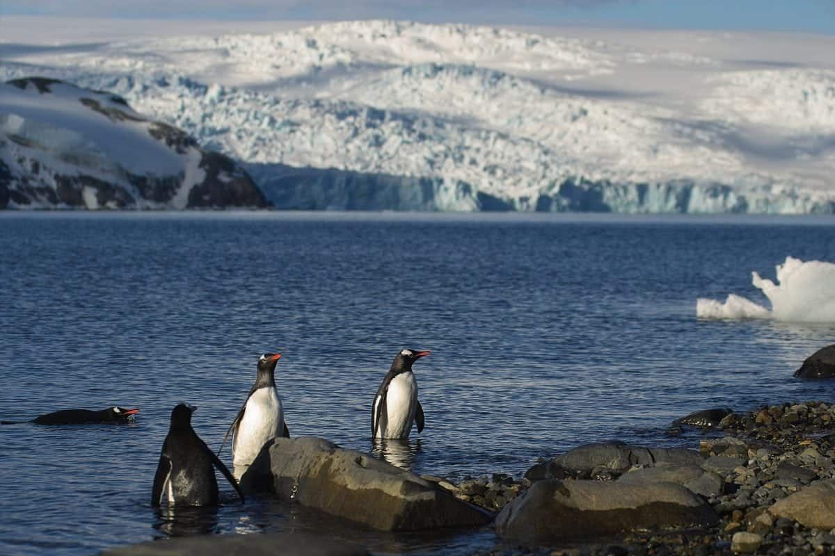 Penguins discovered ‘talking’ to each other while diving for food