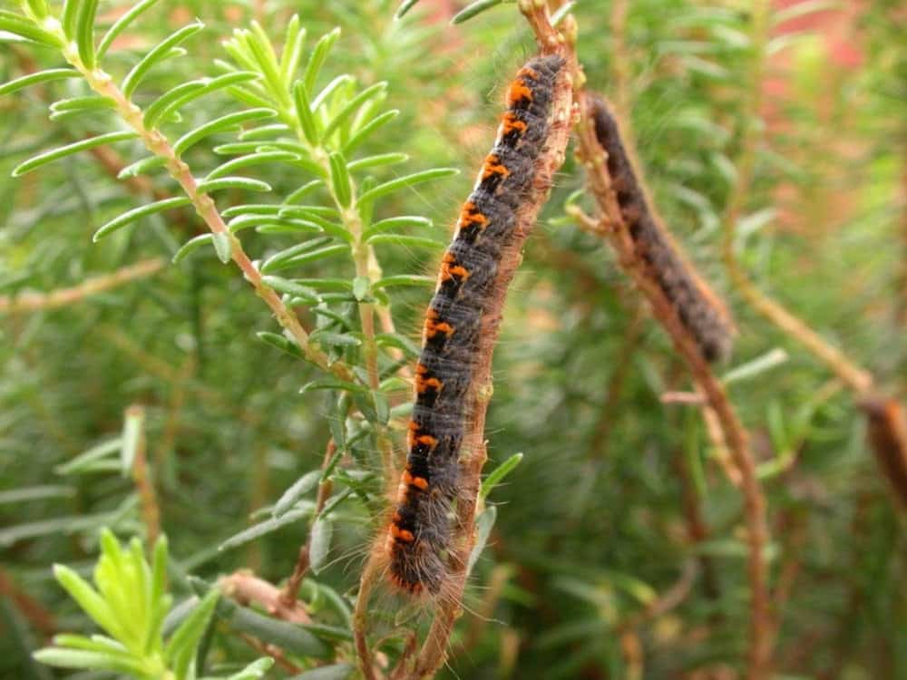 British caterpillars are being infected with a ‘zombie virus’ which causes them to march towards the sun…before EXPLODING 