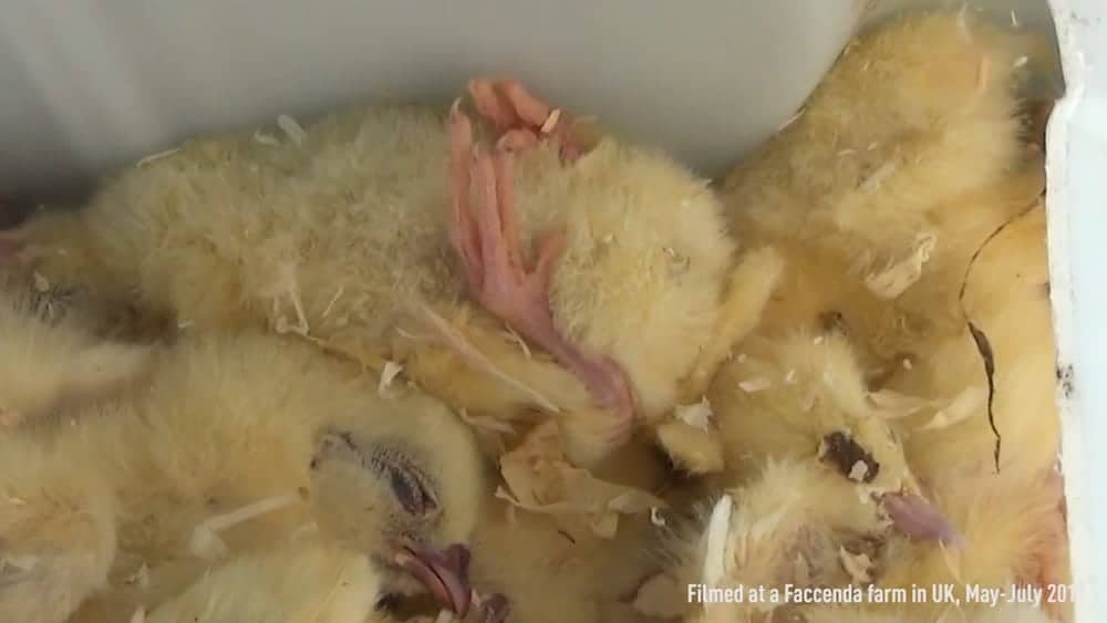 Sickening footage shows a chicken producer which supplies Asda, Lidl and Nando’s allegedly breaching animal cruelty laws
