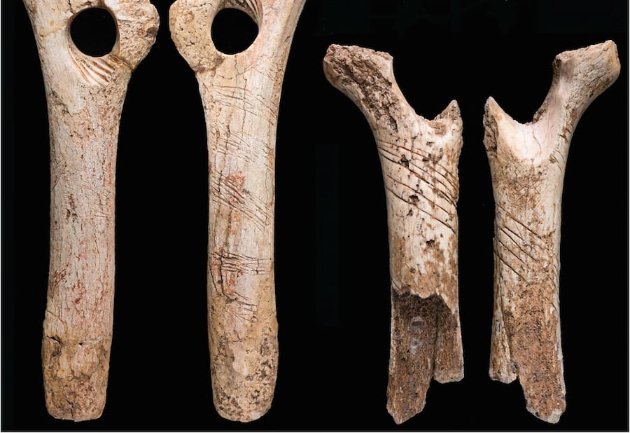 Human bones may have been engraved by cannibals as part of a ritual in SOMERSET
