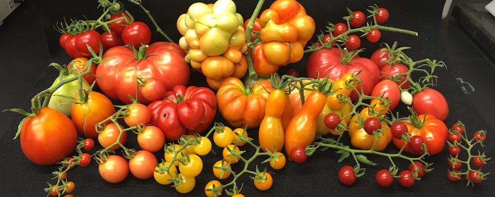 Farmers can grow bigger, juicier tomatoes – thanks to a gene mutation