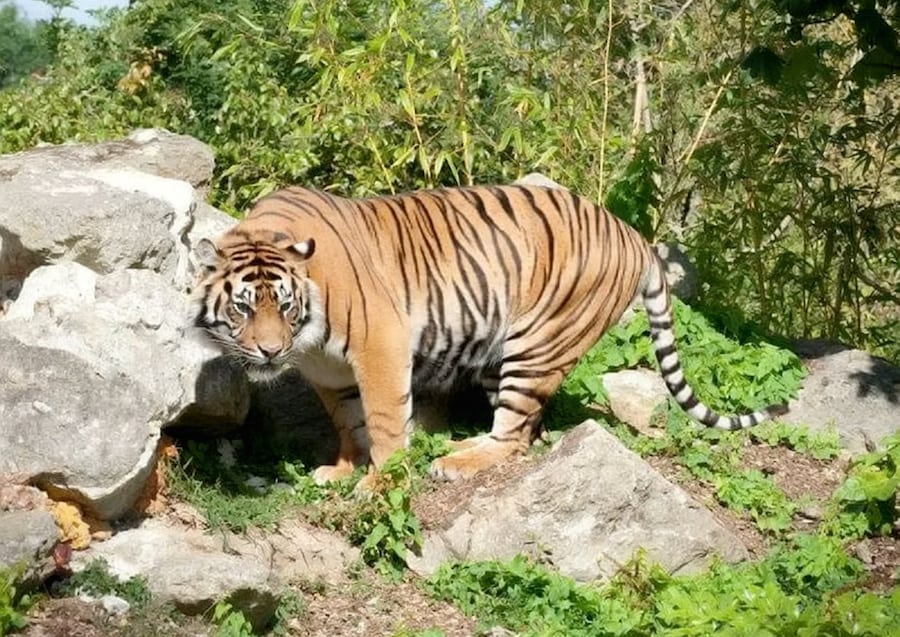 Heartbreaking…Sumatran tiger had to be put down – because she had arthritis 