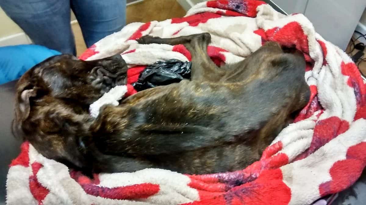 Sickening! – Couple banned from keeping pets for life after starving dog to death