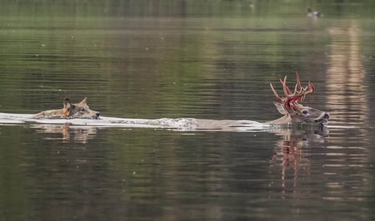 Pictures capture rarely-witnessed water battle between wolf and a stag