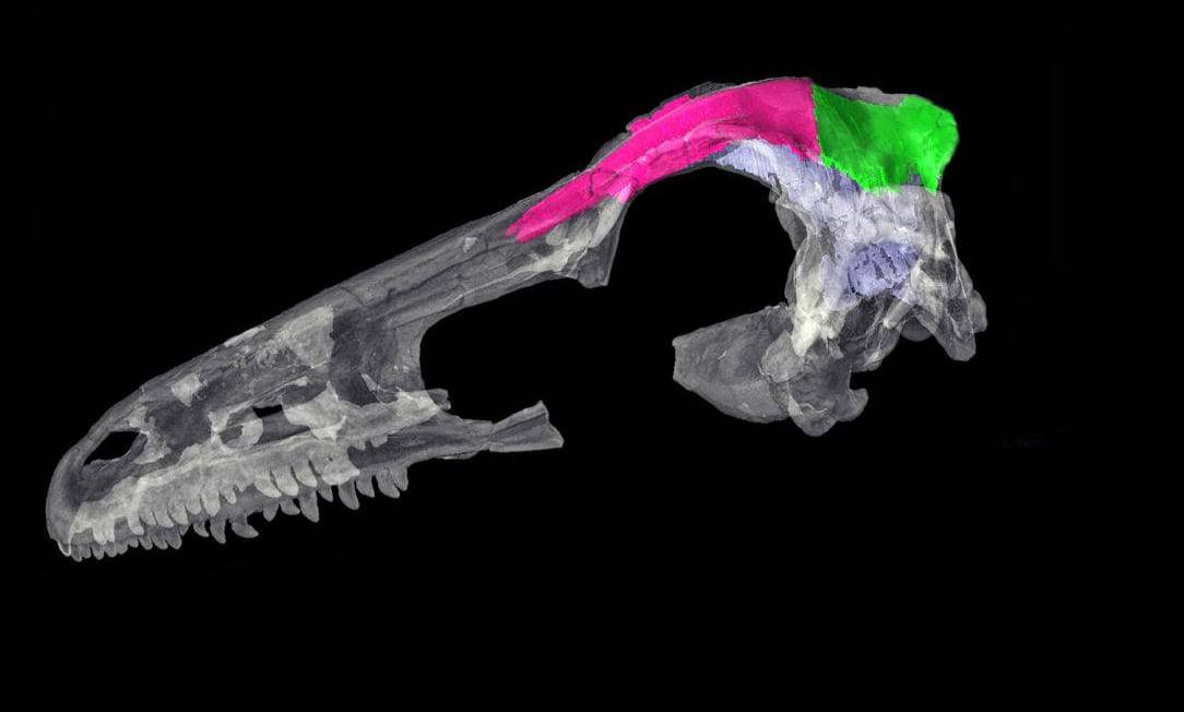 Scientists track brain and skull shape from dinosaurs to birds